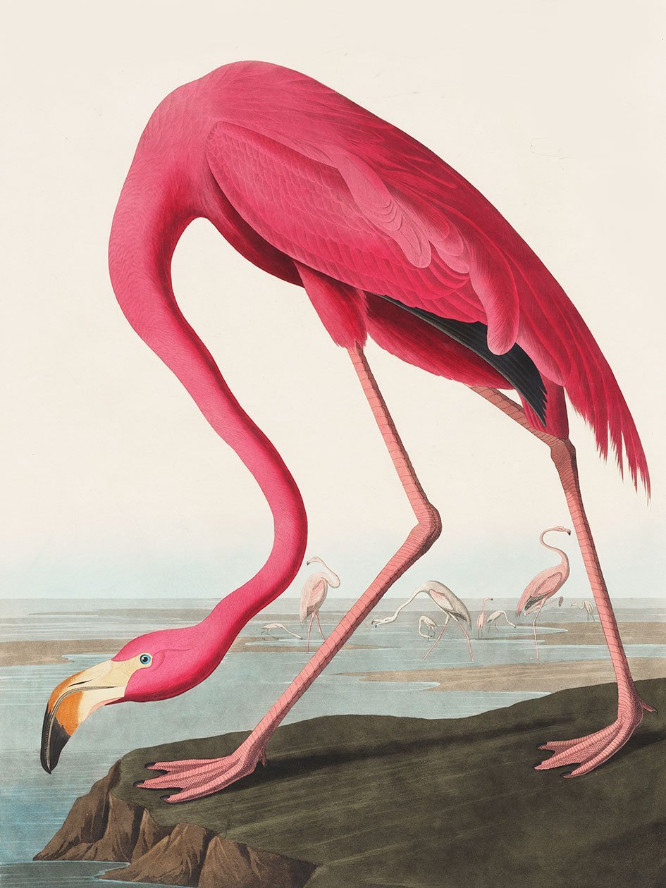 panoramiques animaux.