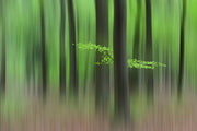 Spring Morning Wall Mural
