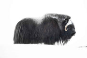 Photo Wallpaper Muskox