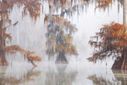 Mysty Bayou Wall Mural
